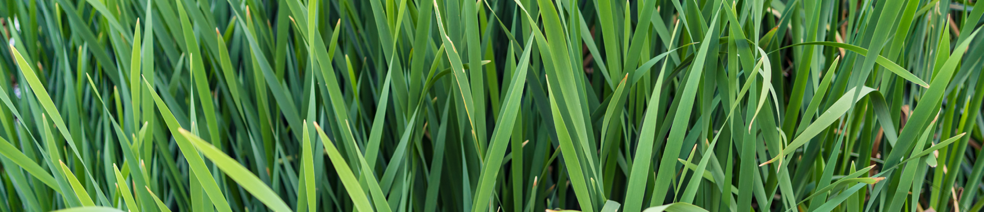 Autour de la chlorophylle