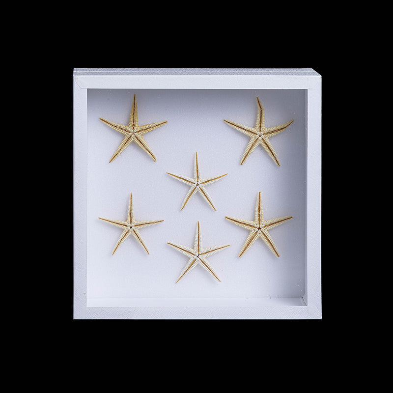 Petit cadre étoiles de mer blanches - Milouin.com