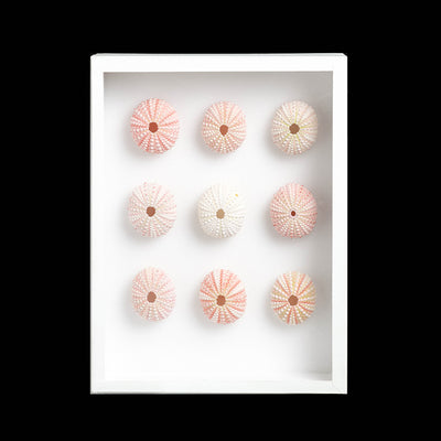 Petit cadre oursins roses - Milouin.com